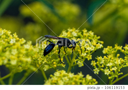 オミナエシ訪花昆虫　アナバチ科クロアナバチ♀ 106119153