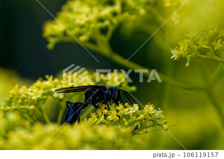 オミナエシ訪花昆虫 アナバチ科クロアナバチ♀ オミナエシ訪花昆虫 アナバチ科クロアナバチ♀ 106119157