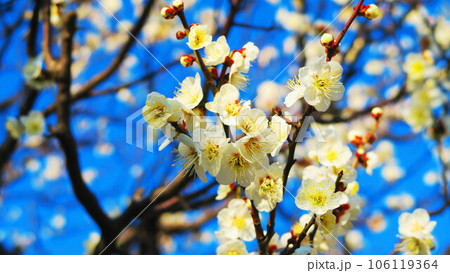 白梅と青空の早春の風景 106119364