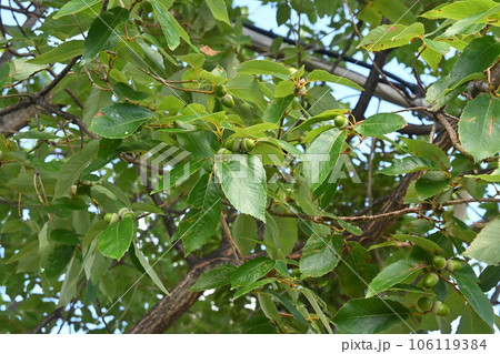 コナラの実・未熟のドングリ コナラの実・未熟のドングリ 106119384