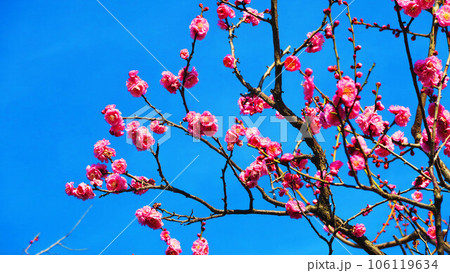 紅梅と青空の早春の風景 106119634