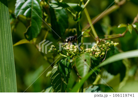 ブドウ科ヤブガラシ 訪花昆虫　アナバチ科クロアナバチ♀ 106119741