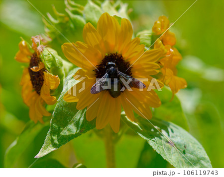 ヒマワリの蜜を吸うミツバチ科タイワンタケクマバチ ヒマワリの蜜を吸うミツバチ科タイワンタケクマバチ 106119743