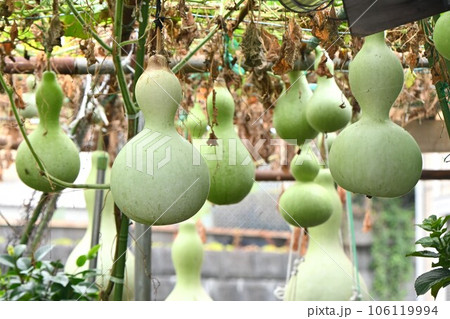 ヒョウタン栽培 106119994