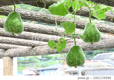 ヒョウタン栽培 ヒョウタン栽培 106119996