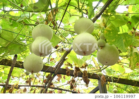 ヒョウタン栽培 106119997