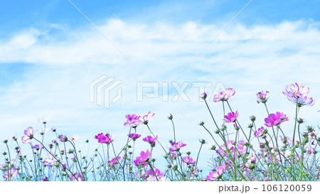 秋風に揺れるコスモスの花 秋風に揺れるコスモスの花 106120059
