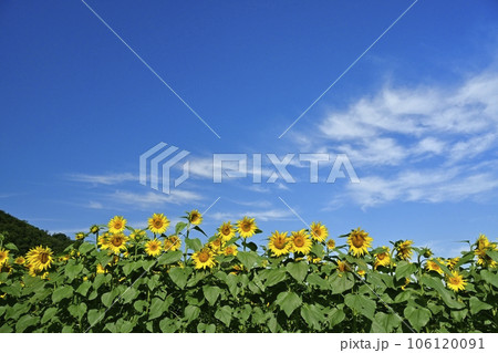 秋に咲くみどり市笠懸町のひまわり花畑 106120091