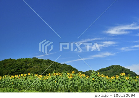 秋に咲くみどり市笠懸町のひまわり花畑 106120094