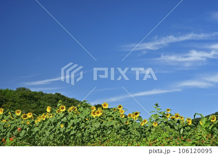 秋に咲くみどり市笠懸町のひまわり花畑 106120095