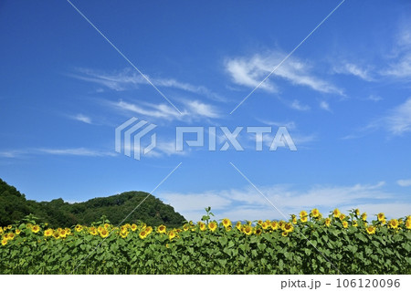 秋に咲くみどり市笠懸町のひまわり花畑 106120096