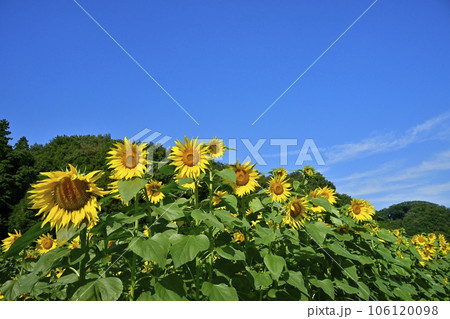 秋に咲くみどり市笠懸町のひまわり花畑 106120098