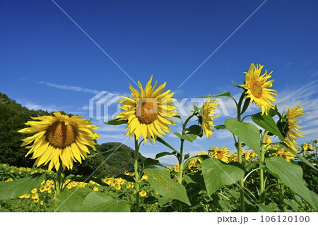 秋に咲くみどり市笠懸町のひまわり花畑 秋に咲くみどり市笠懸町のひまわり花畑 106120100