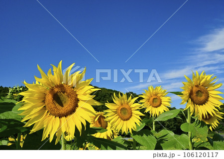 秋に咲くみどり市笠懸町のひまわり花畑 秋に咲くみどり市笠懸町のひまわり花畑 106120117