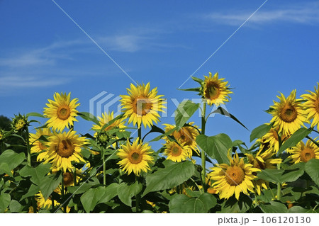 秋に咲くみどり市笠懸町のひまわり花畑 106120130
