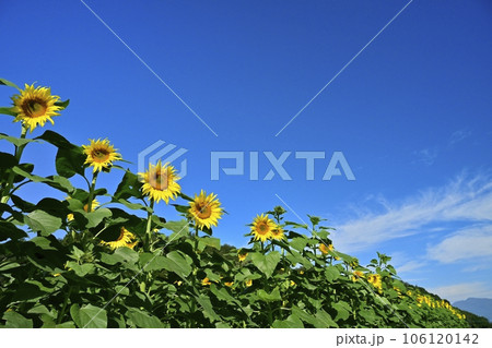 秋に咲くみどり市笠懸町のひまわり花畑 106120142