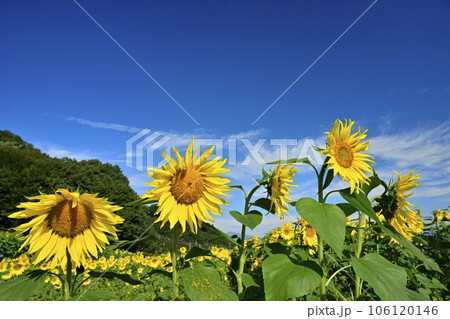 秋に咲くみどり市笠懸町のひまわり花畑 106120146