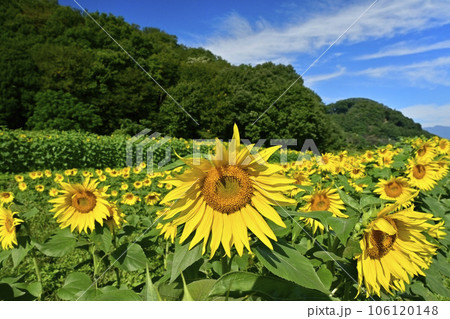 秋に咲くみどり市笠懸町のひまわり花畑 106120148