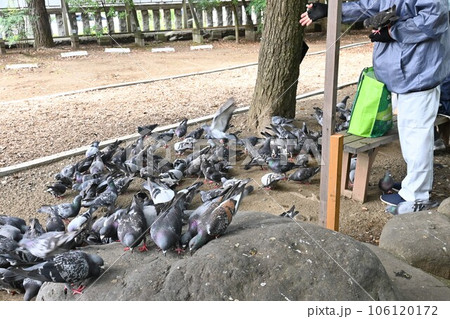 食事中のハト 食事中のハト 106120172
