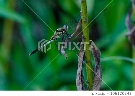 茎にとまるトンボ科シオカラトンボ♀ 茎にとまるトンボ科シオカラトンボ♀ 106120242
