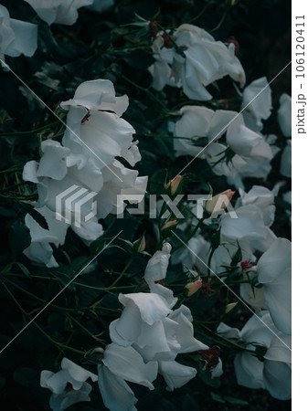 バラ 大阪 中之島公園 中之島バラ園 花の写真 バラ 大阪 中之島公園 中之島バラ園 花の写真 106120411