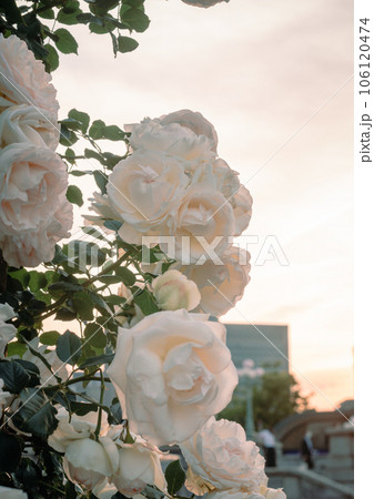 バラ　大阪　中之島公園　中之島バラ園　花の写真 106120474