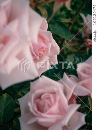 バラ　大阪　中之島公園　中之島バラ園　花の写真 106120476