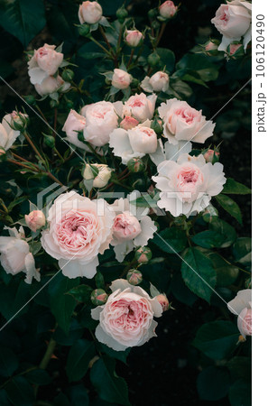 バラ　大阪　中之島公園　中之島バラ園　花の写真 106120490