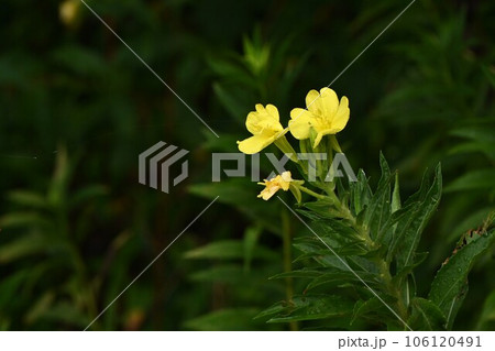 メマツヨイグサの花 106120491