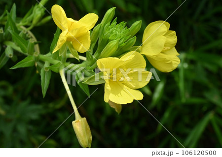 メマツヨイグサの花 メマツヨイグサの花 106120500