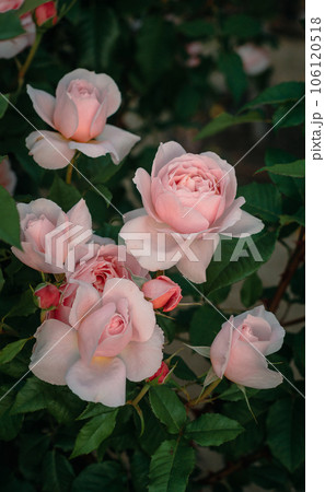 バラ　大阪　中之島公園　中之島バラ園　花の写真 106120518