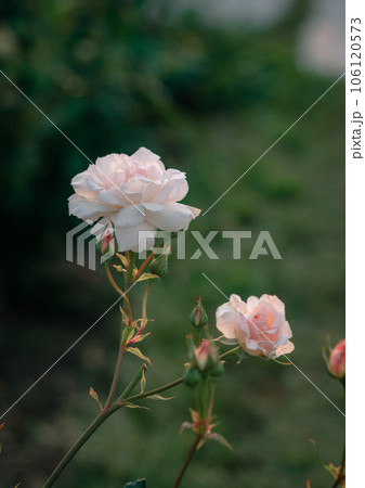 バラ 大阪 中之島公園 中之島バラ園 花の写真 バラ 大阪 中之島公園 中之島バラ園 花の写真 106120573