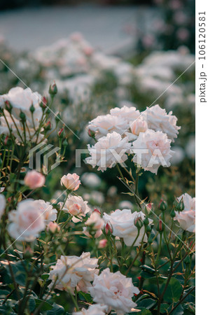 バラ　大阪　中之島公園　中之島バラ園　花の写真 106120581