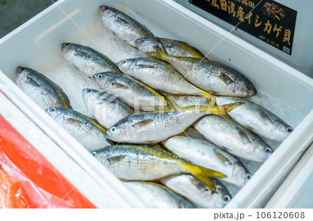 タカベ　ホタ　アジロ 106120608