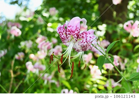 タキユリ(崖百合) タキユリ(崖百合) 106121143