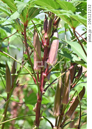 紅オクラ(赤オクラ)栽培 紅オクラ(赤オクラ)栽培 106121232