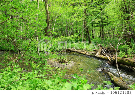 上高地 梓川右岸道 緑に輝く水の森 上高地 梓川右岸道 緑に輝く水の森 106121282