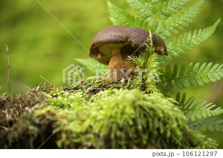 Bay Bolete mushroom growing on lush green moss 106121297