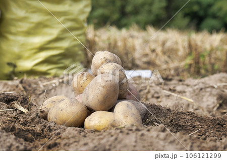 Newly harvested multicolored potatoes in farm field 106121299