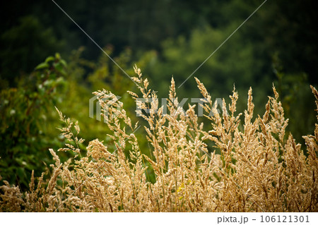 Detailed texture of the wild grass and plants Detailed texture of the wild grass and plants 106121301