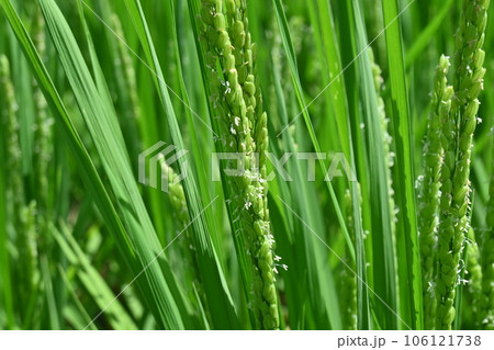 コメ栽培・イネの生育 106121738