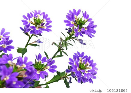 スカエボラの花 スカエボラの花 106121865