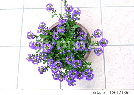 スカエボラの花 スカエボラの花 106121866