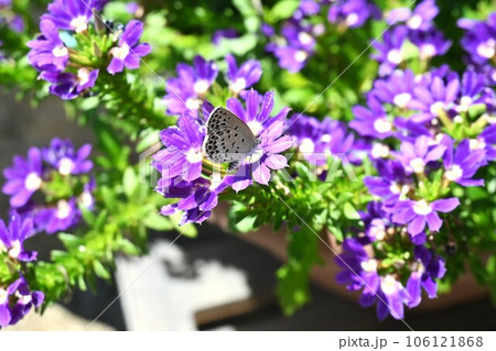 スカエボラの花 スカエボラの花 106121868