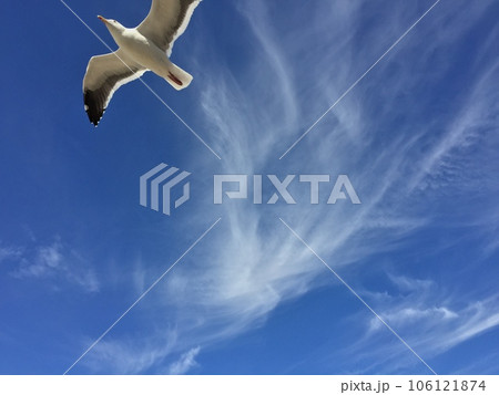 晴天の空を舞うカモメ 106121874