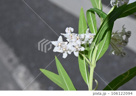 フウセントウワタ（風船唐綿）の花 106122094