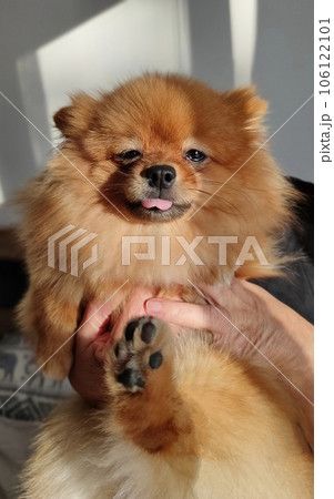 Red Pomeranian dog in human hands at home 106122101