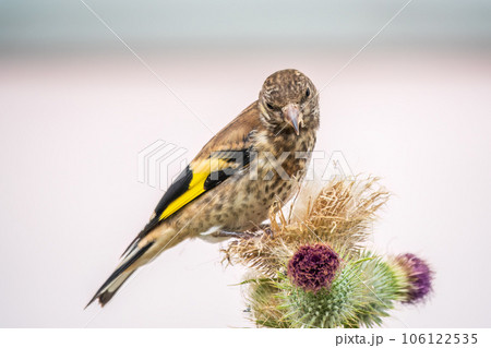 European goldfinch with juvenile plumage, feeding on the seeds of thistles. Carduelis carduelis. 106122535