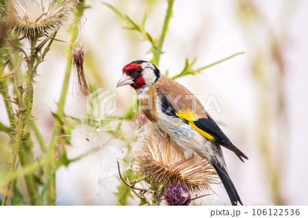 European goldfinch, feeding on the seeds of thistles. Carduelis carduelis. 106122536