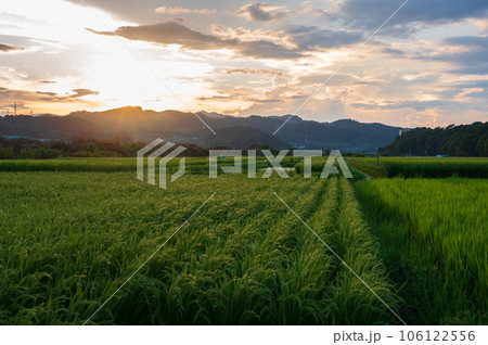 相模原の田舎風景　夕暮れの田園 106122556